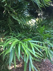 Afrocarpus falcatus