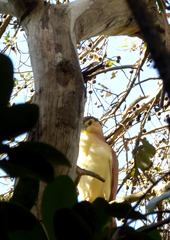 Nycticorax caledonicus