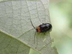 Dercetina taiwana