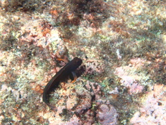 Ophioblennius macclurei