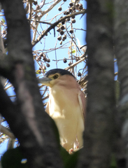 Nycticorax caledonicus