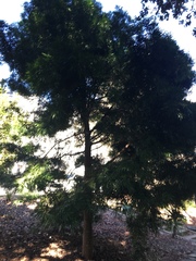 Afrocarpus falcatus