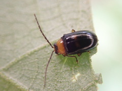 Dercetina taiwana