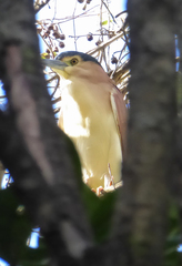 Nycticorax caledonicus