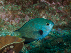 Chromis kennensis