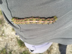 Anisota virginiensis