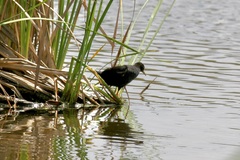 Zapornia flavirostra