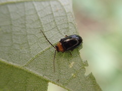 Dercetina taiwana