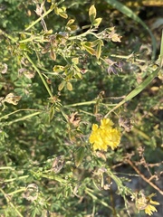 Medicago