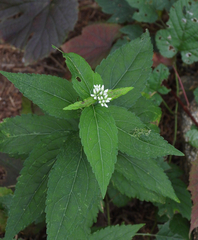 Eupatorium japonicum