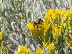 Bombus bifarius