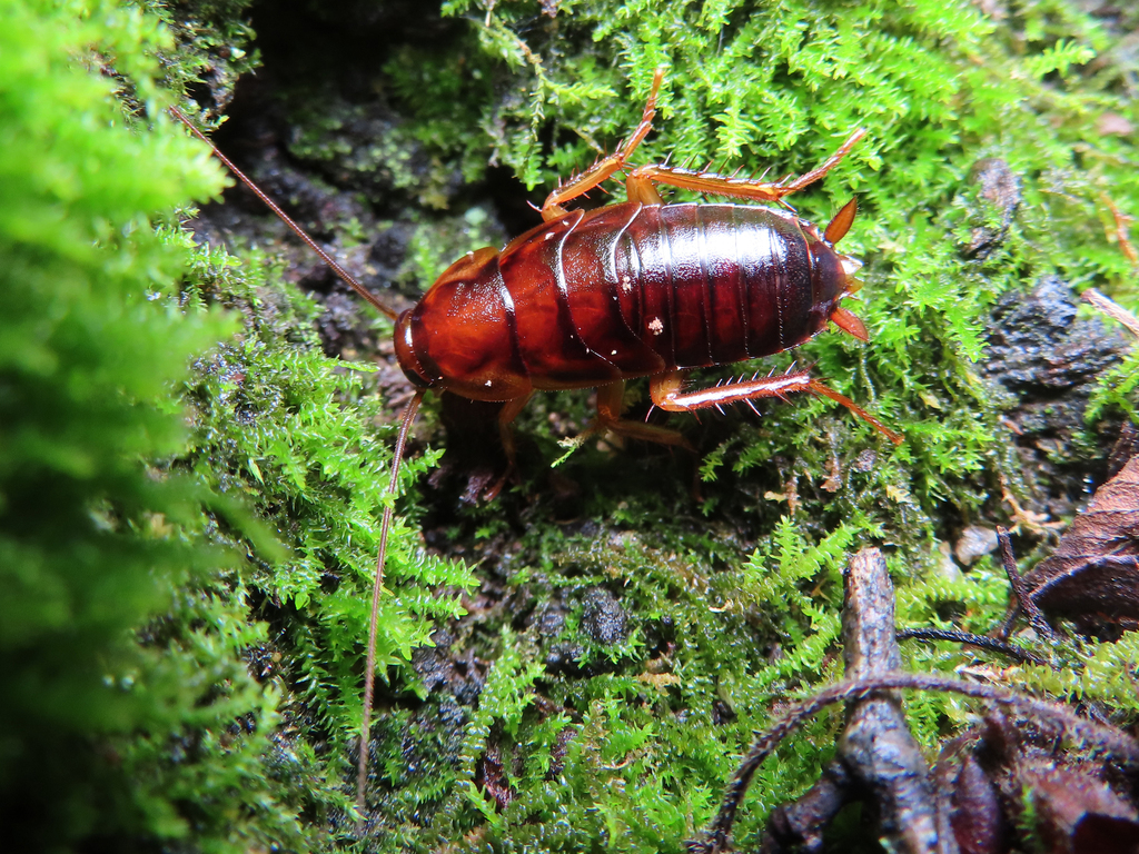 Japanese Cockroach from Район Аоба, Сендай, Мияги, Япония on August 31 ...