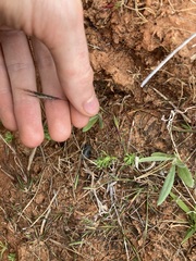 Dichanthium sericeum