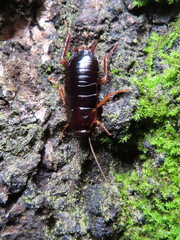 Periplaneta japonica