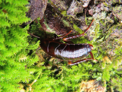 Periplaneta japonica