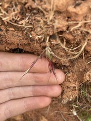 Dichanthium sericeum