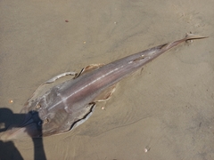 Glaucostegus cemiculus