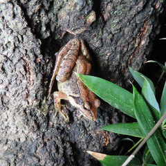 Rana japonica
