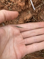 Dichanthium sericeum