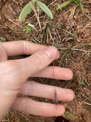 Dichanthium sericeum