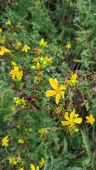 Hypericum perforatum