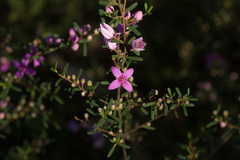 Boronia glabra