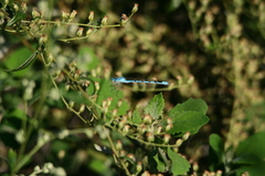 Enallagma cyathigerum