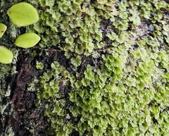 Crepidomanes minutum