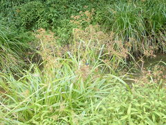 Rhyothemis triangularis