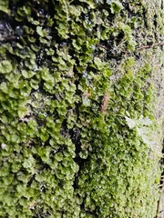 Crepidomanes minutum
