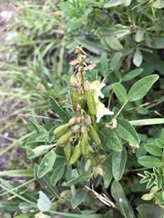 Astragalus americanus