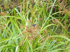 Rhyothemis triangularis