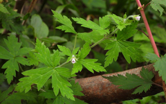 Geranium sibiricum