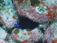 Pomacentrus coelestis