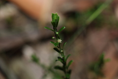 Phyllanthus hirtellus