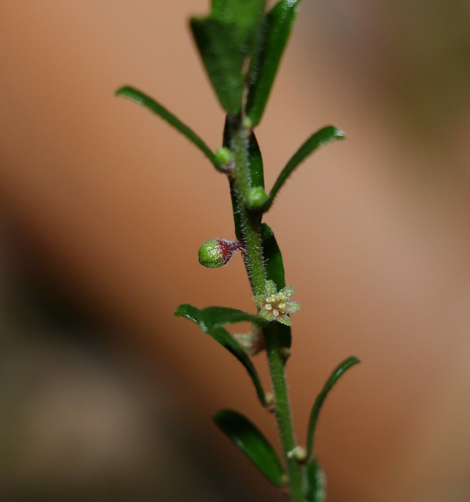 Thyme Spurge
