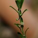 Phyllanthus hirtellus - Photo (c) Greg Tasney, algunos derechos reservados (CC BY-SA), subido por Greg Tasney