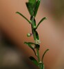 Thyme Spurge - Photo (c) Greg Tasney, some rights reserved (CC BY-SA), uploaded by Greg Tasney