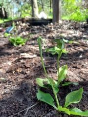 Pterostylis