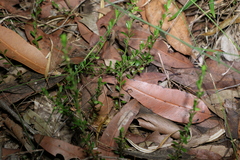 Phyllanthus hirtellus