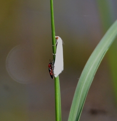 Scirpophaga