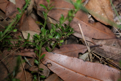 Phyllanthus hirtellus
