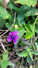 Viola confusa