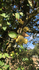 Crataegus mexicana
