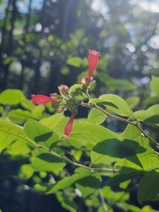 Cestrum elegans