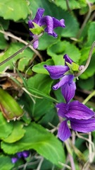 Viola confusa
