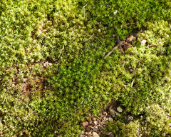 Syntrichia ruralis