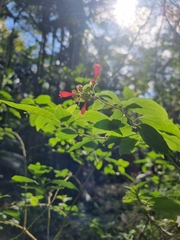 Cestrum elegans