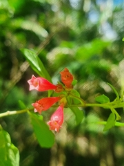 Cestrum elegans