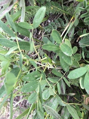 Astragalus americanus